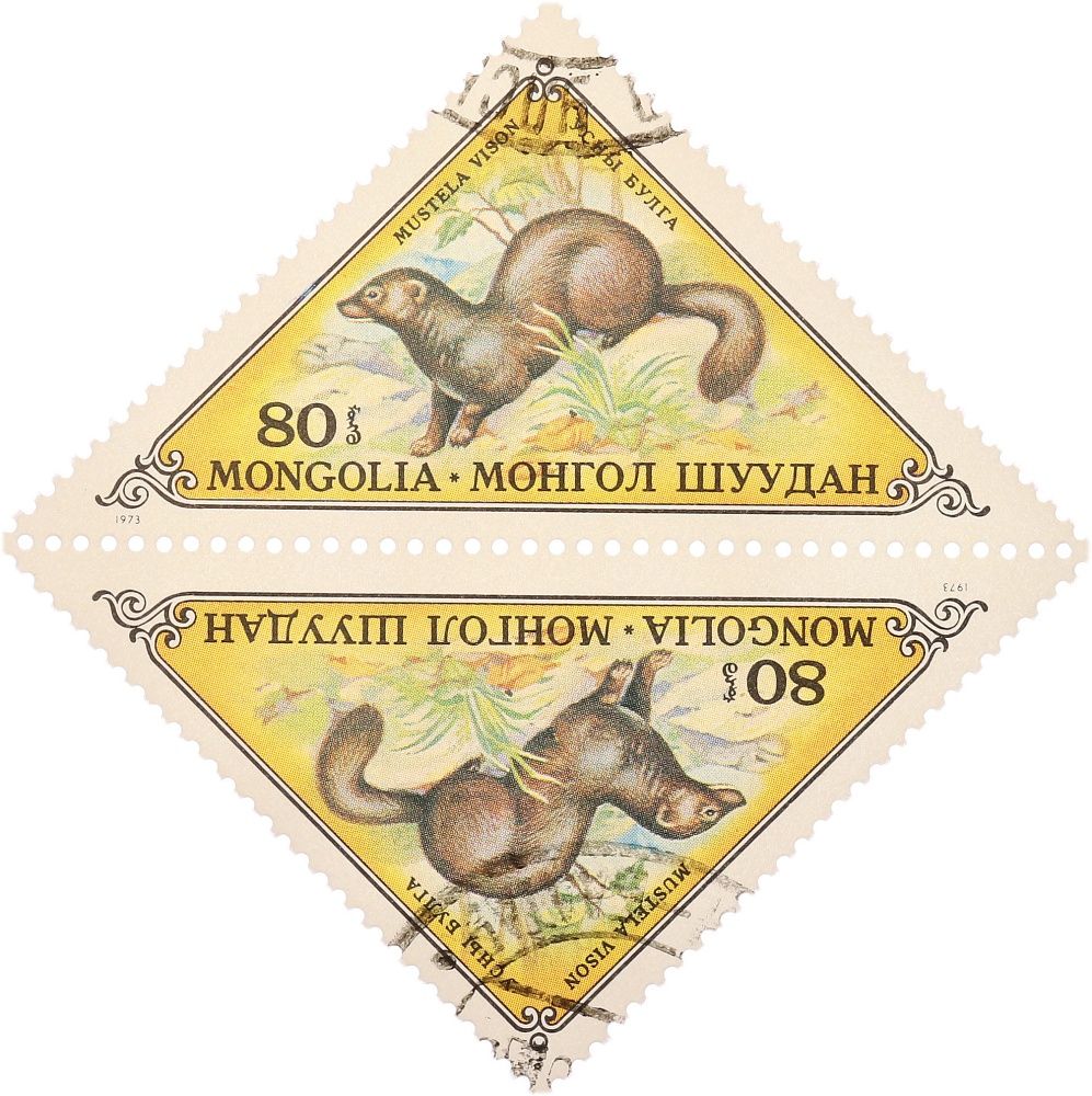 Сцепка из двух почтовых марок (тет-беш) 80 + 80 мунгу 1973 года Монголия «Пушные звери — Американская норка (Mustela vison)» — Фото №1