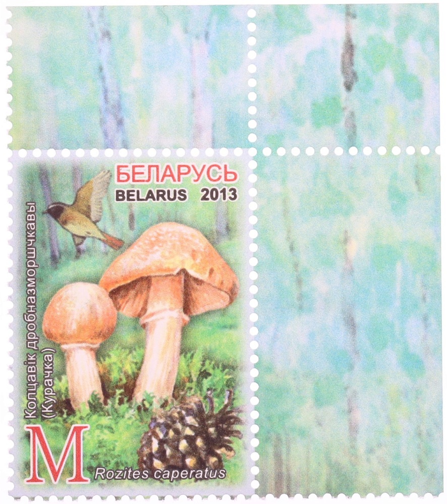 Почтова марка 2013 года Белоруссия «Съедобные грибы» — Фото №1