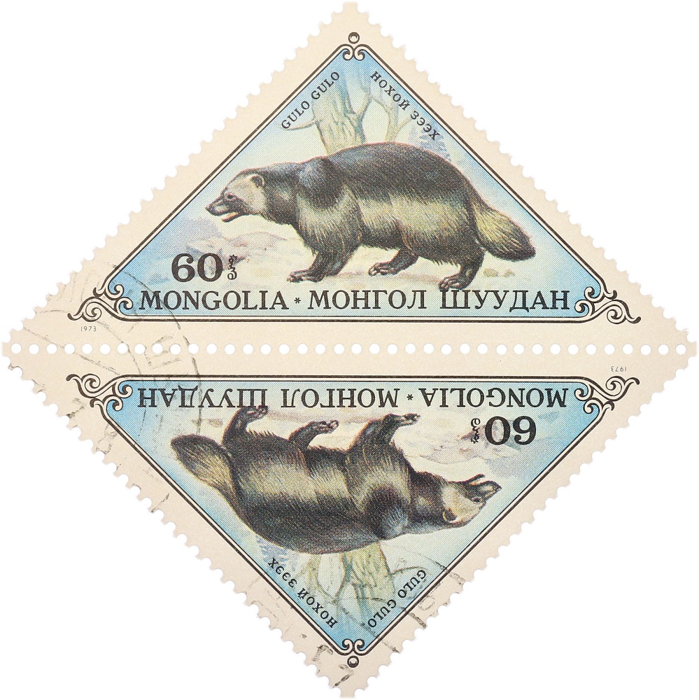 Сцепка из двух почтовых марок (тет-беш) 60 + 60 мунгу 1973 года Монголия «Пушные звери — Росомаха (Gulo gulo)» — Фото №1